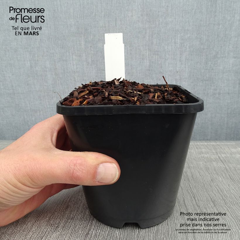 Hosta Empress Wu 1.5L/2L pot sample as delivered in winter