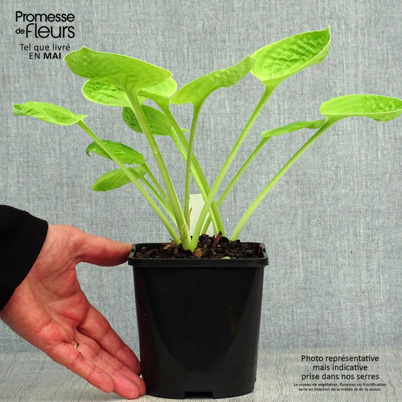 Hosta Eye Catcher 1.5L/2L pot sample as delivered in spring
