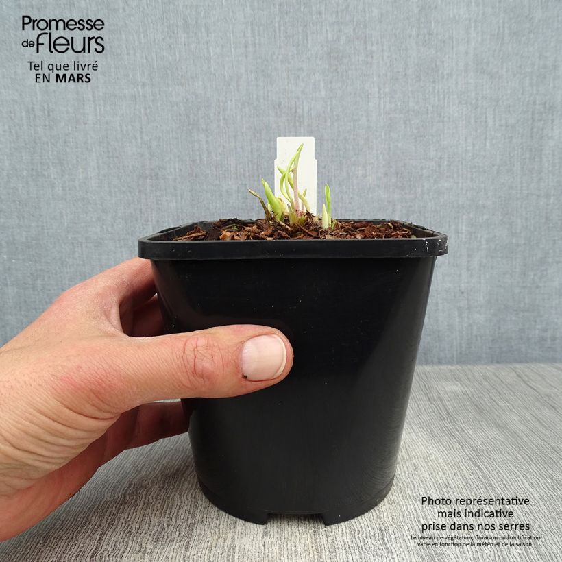 Hosta Faithful Heart 1.5L/2L pot sample as delivered in spring