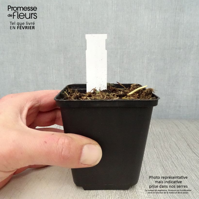 Hosta Fire and Ice 8/9 cm pot sample as delivered in winter