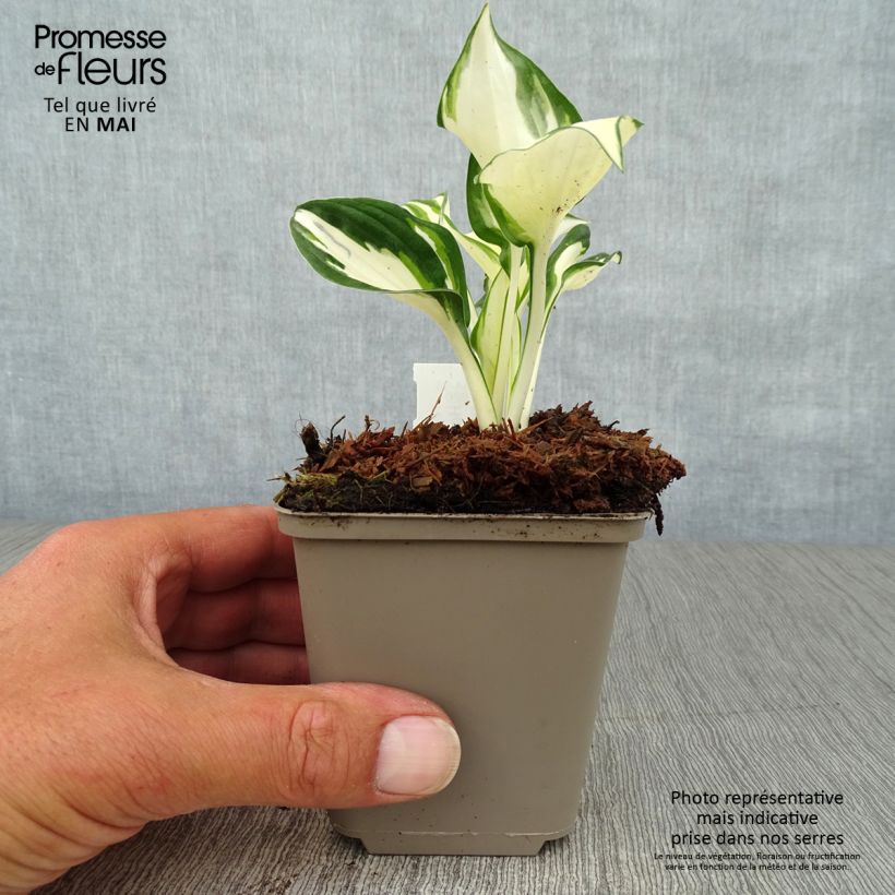 Hosta Fire and Ice 8/9 cm pot sample as delivered in spring