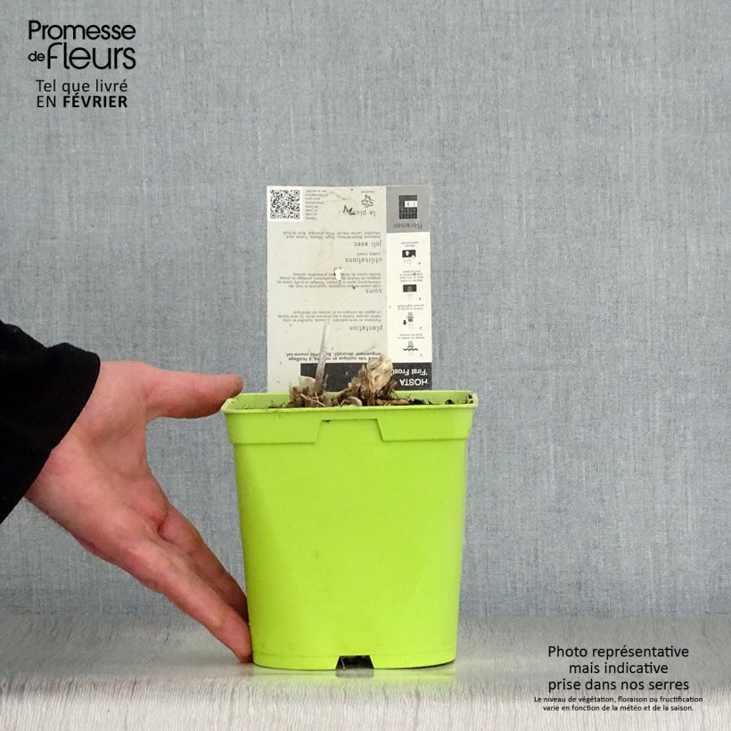 Hosta First Frost 2L/3L pot sample as delivered in winter