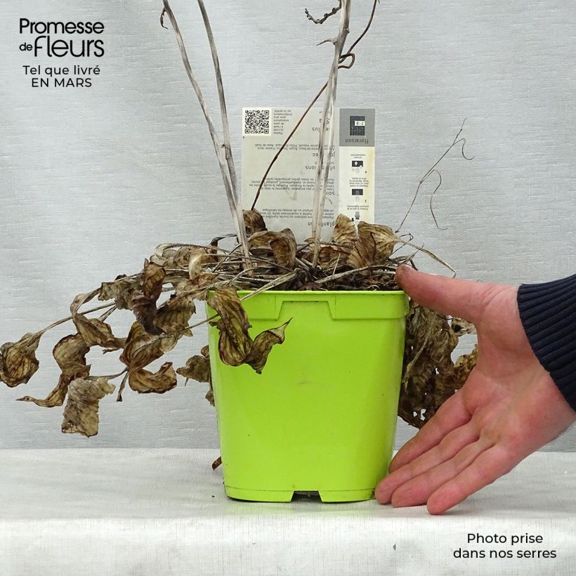 Hosta First Frost 2L/3L pot sample as delivered in spring