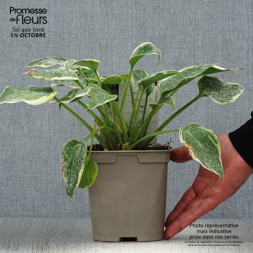 Hosta First Frost 2L/3L pot sample as delivered in autumn