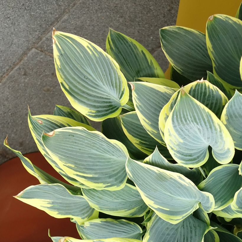 Hosta First Frost (Plant habit)