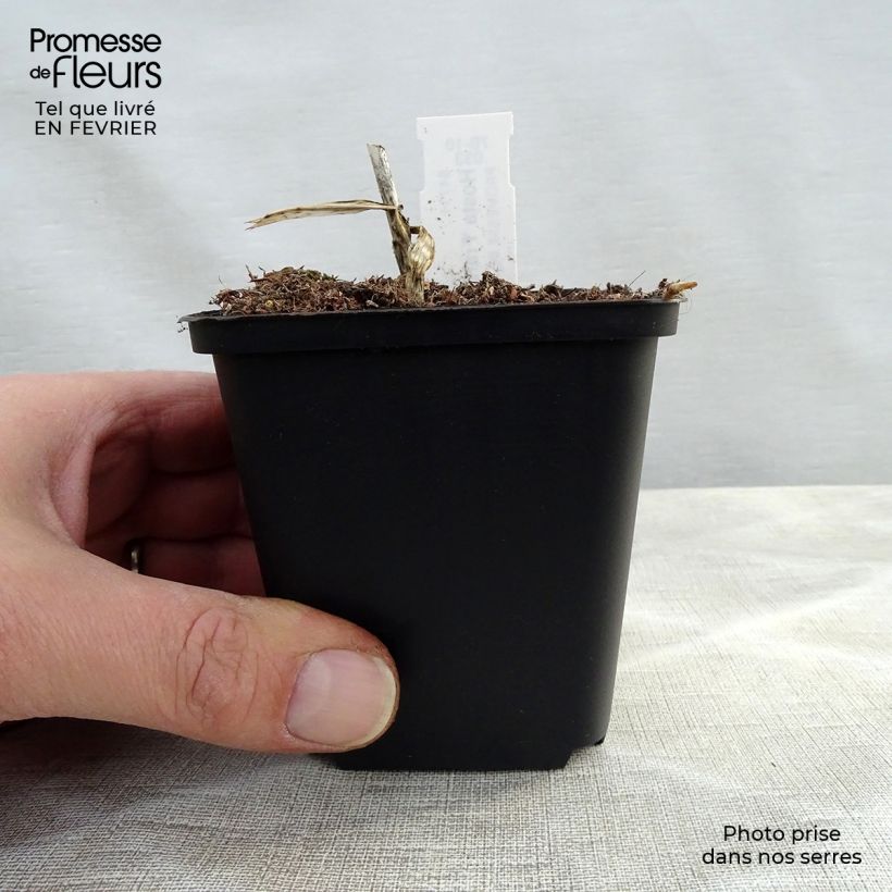 Hosta fortunei Francee 8/9 cm pot sample as delivered in winter