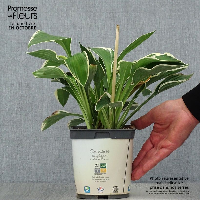 Hosta fortunei Francee 2L/3L pot sample as delivered in autumn