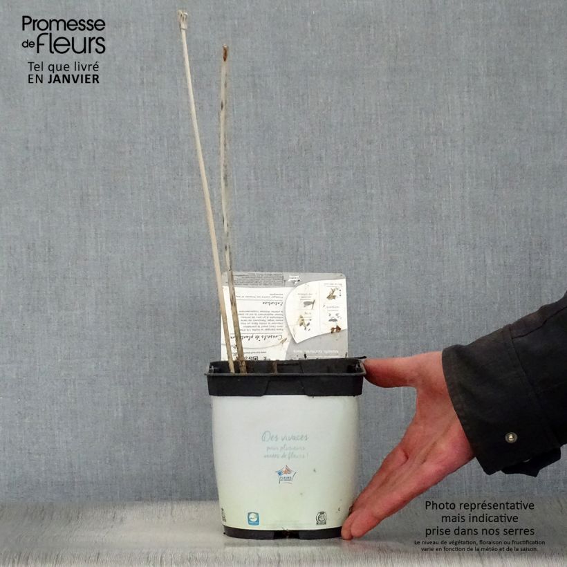 Hosta fortunei Francee 2L/3L pot sample as delivered in winter