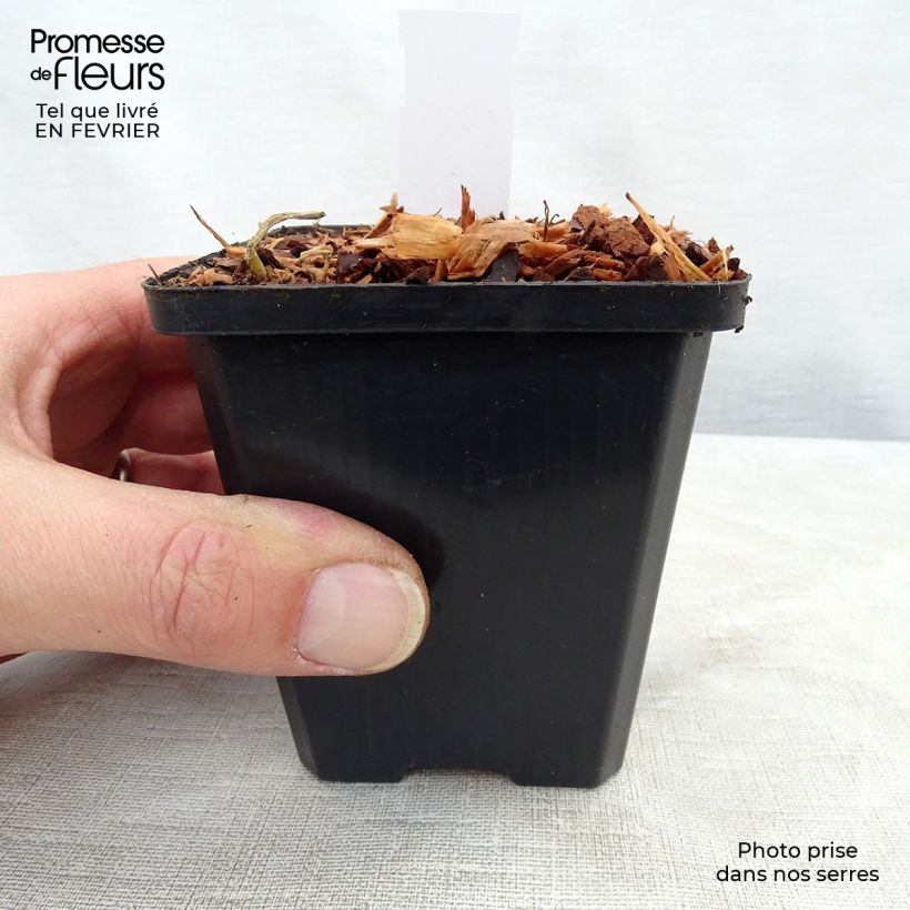 Hosta Gold Edger 8/9 cm pot sample as delivered in winter