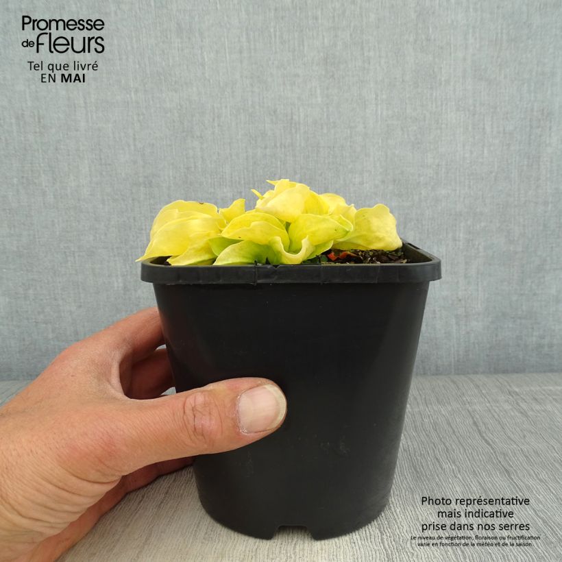 Hosta Golden Needles 1.5L/2L pot sample as delivered in spring