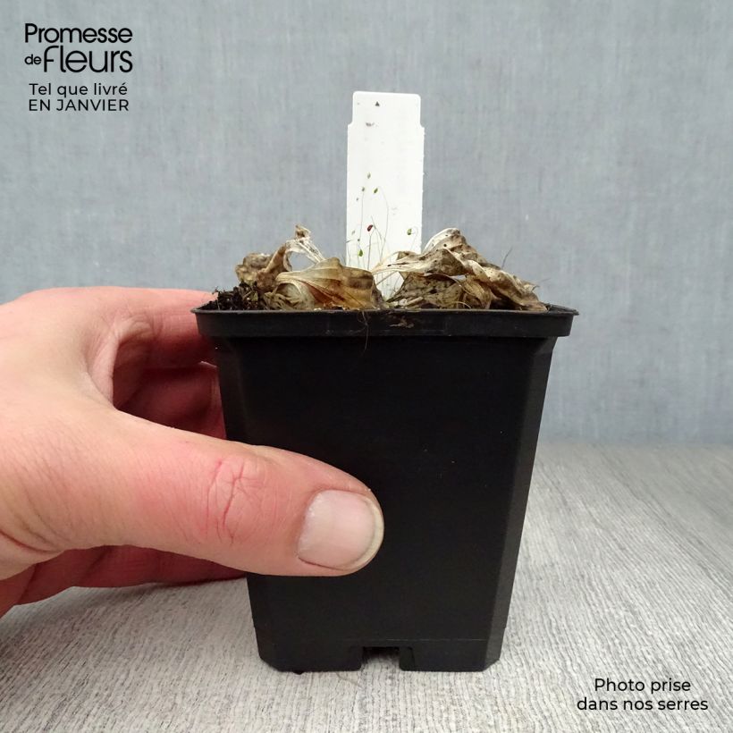 Hosta Golden Tiara 8/9 cm pot sample as delivered in winter