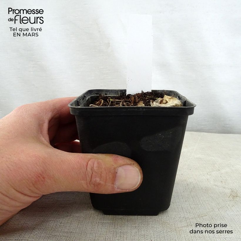 Hosta Grand Marquee 8/9 cm pot sample as delivered in spring