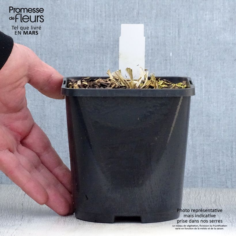 Hosta Great Escape 1.5L/2L pot sample as delivered in spring