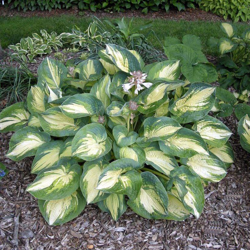 Hosta sieboldiana Great Expectations (Plant habit)