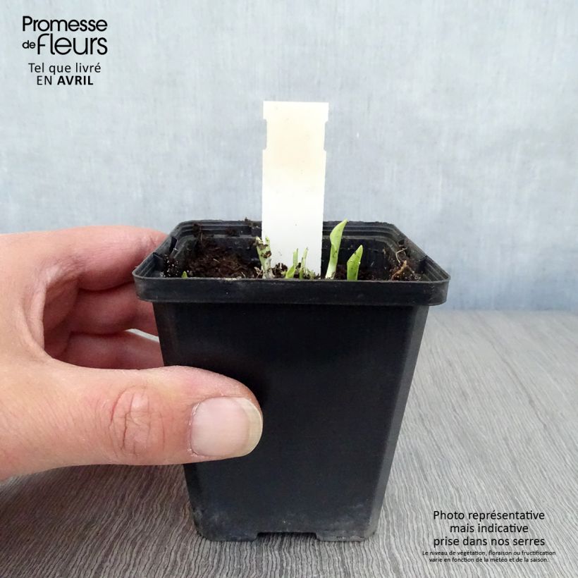 Hosta Ground Master 8/9 cm pot sample as delivered in spring