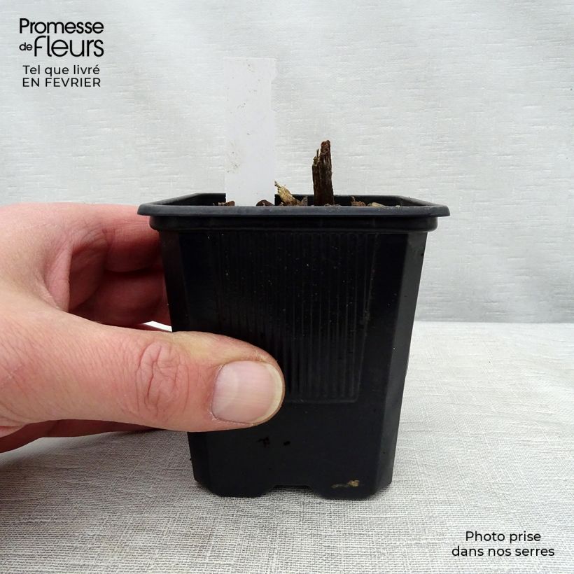 Hosta tardiana Halcyon - Blue Hosta 8/9 cm pot sample as delivered in winter