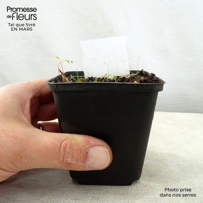 Hosta Harry Van Trier 8/9 cm pot sample as delivered in spring