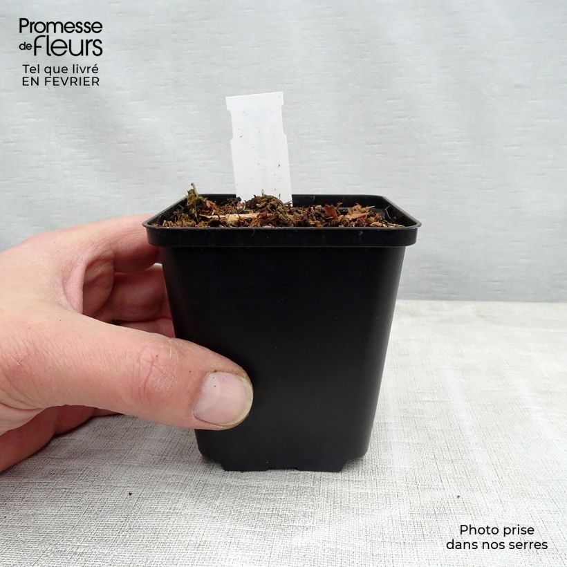 Hosta tardiana June Fever 8/9 cm pot sample as delivered in winter