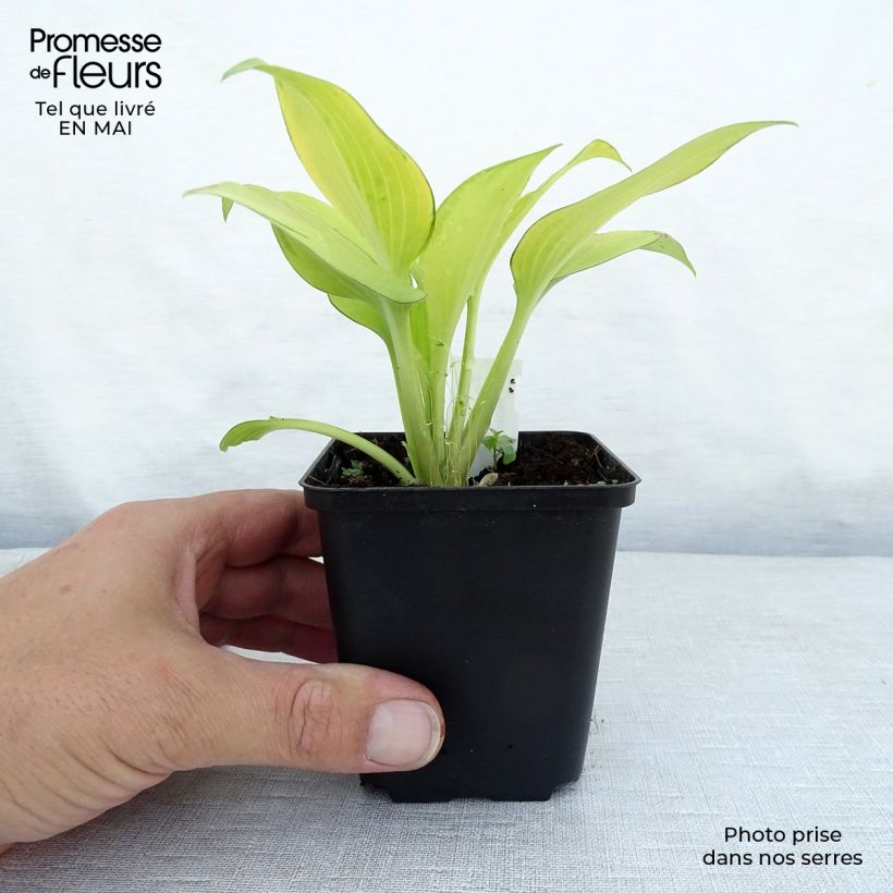 Hosta tardiana June Fever 8/9 cm pot sample as delivered in spring