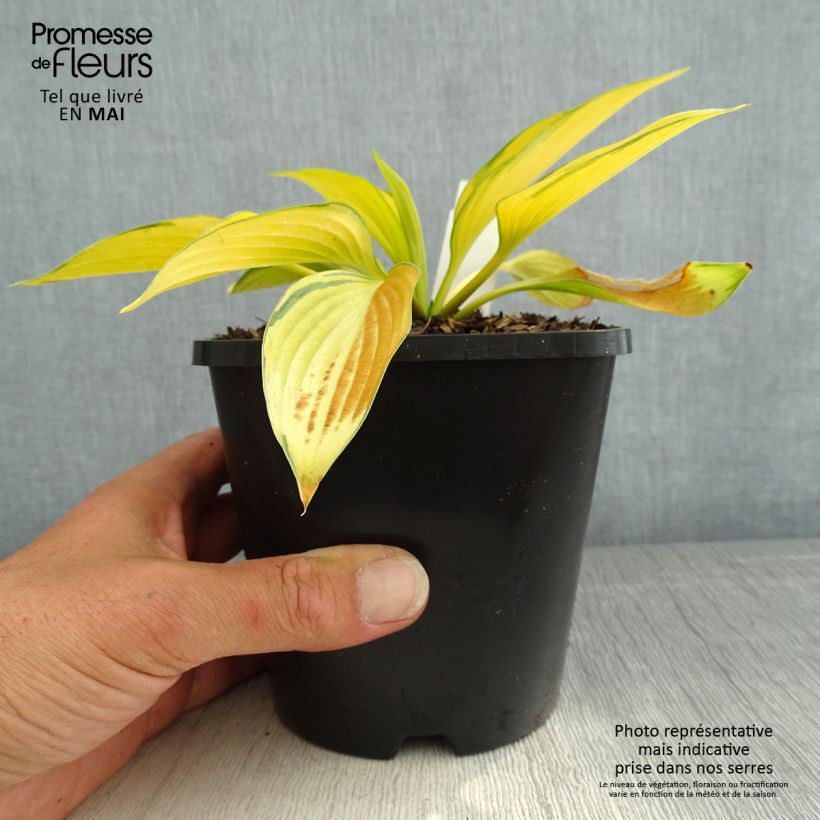 Hosta tardiana June Fever 1.5L/2L pot sample as delivered in spring