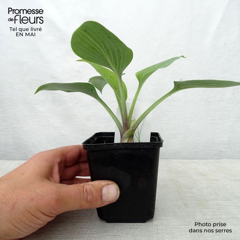 Hosta June 8/9 cm pot sample as delivered in spring