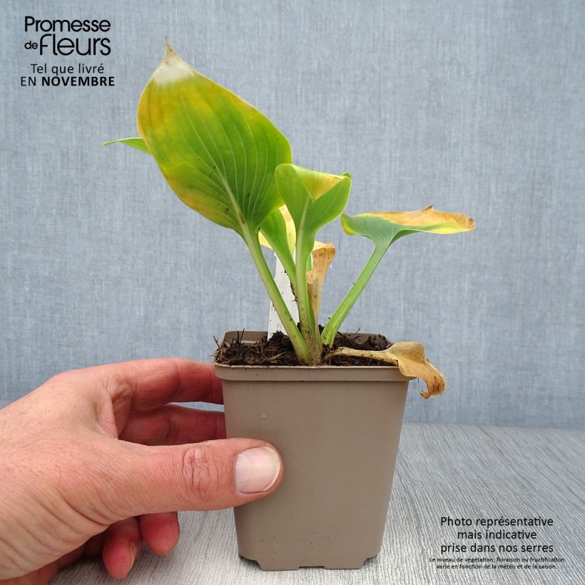 Hosta Jurassic Park 8/9 cm pot sample as delivered in autumn