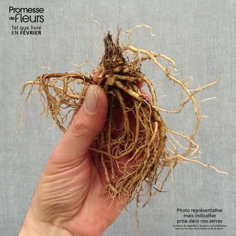 Hosta Jurassic Park Bare root sample as delivered in winter