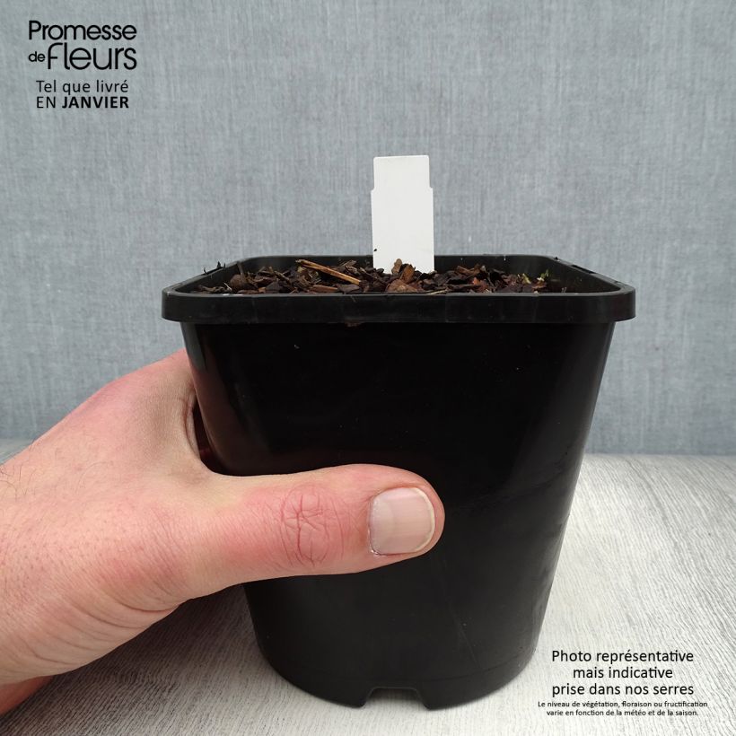Hosta Justine 1.5L/2L pot sample as delivered in winter