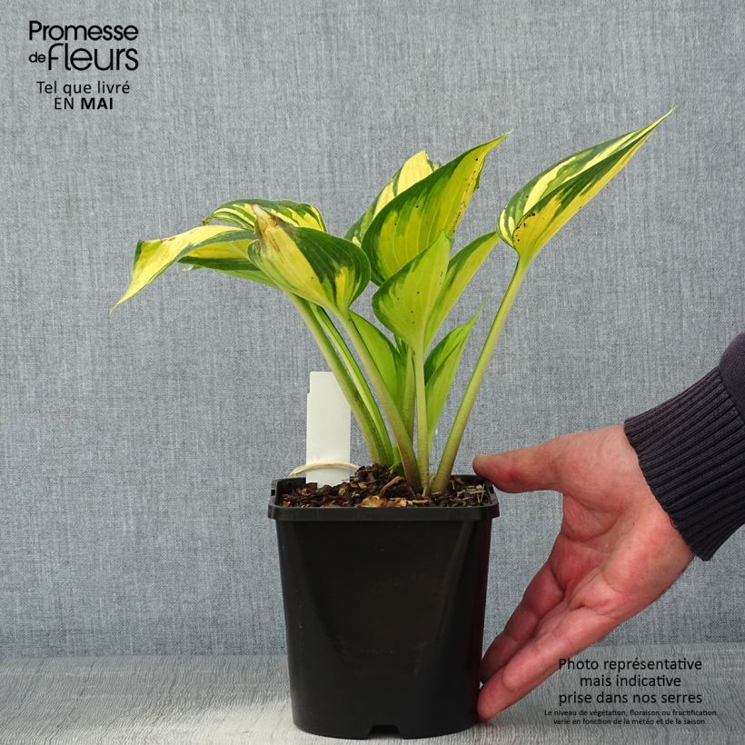 Hosta Justine 1.5L/2L pot sample as delivered in spring