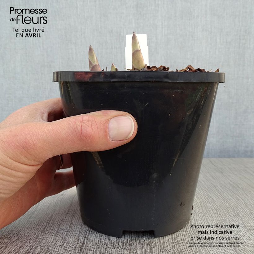 Hosta Ki Ren Jyaku 1.5L/2L pot sample as delivered in spring