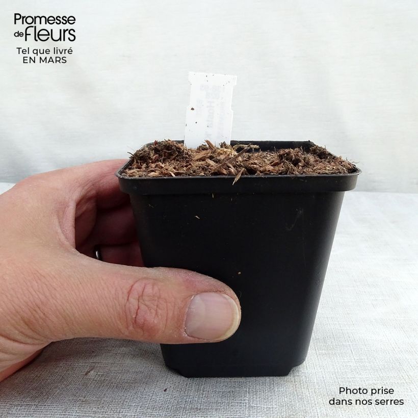 Hosta Krossa Regal 8/9 cm pot sample as delivered in winter