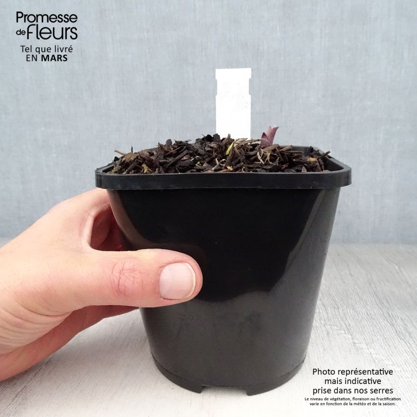 Hosta Lady in Red 1.5L/2L pot sample as delivered in spring