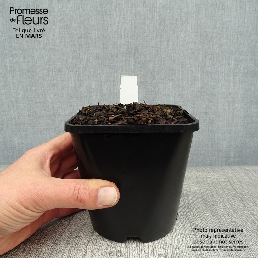 Hosta Lakeside Paisley Print 1.5L/2L pot sample as delivered in winter