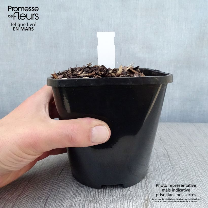 Hosta Lakeside Prophecy Fulfilled 1.5L/2L pot sample as delivered in spring