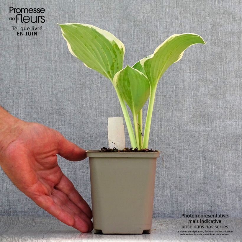 Hosta Liberty Godet de 8/9 cm sample as delivered in summer