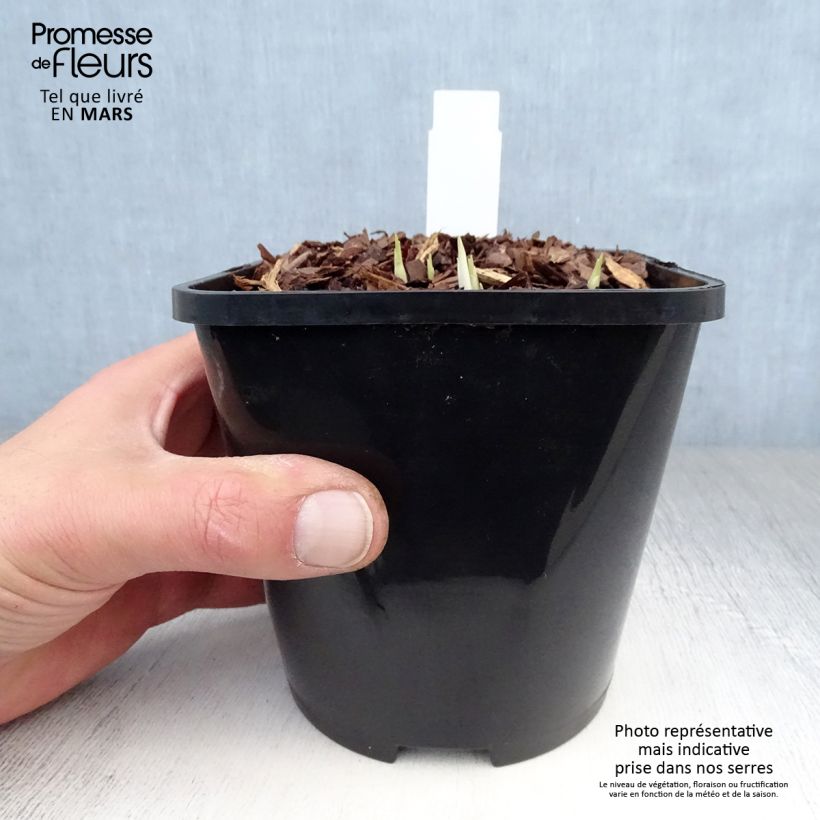 Hosta Little Devil 1.5L/2L pot sample as delivered in spring