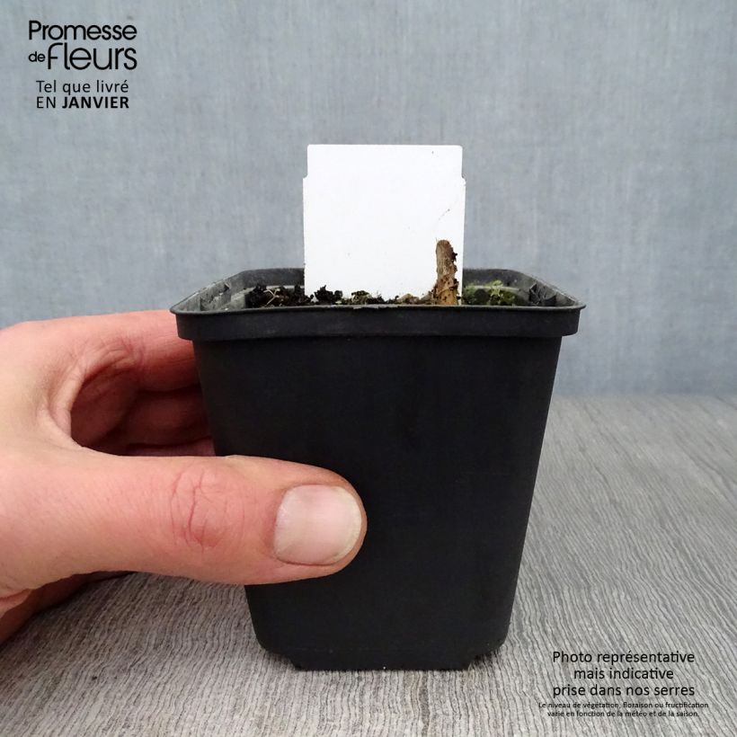 Hosta Love Pat 8/9 cm pot sample as delivered in winter