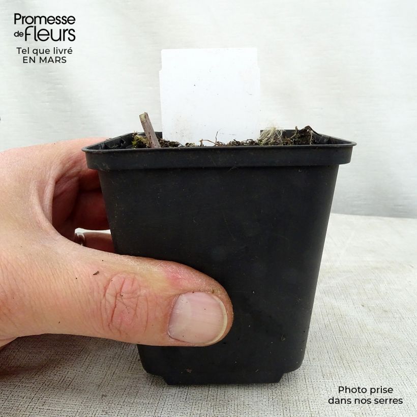 Hosta Love Pat 8/9 cm pot sample as delivered in spring