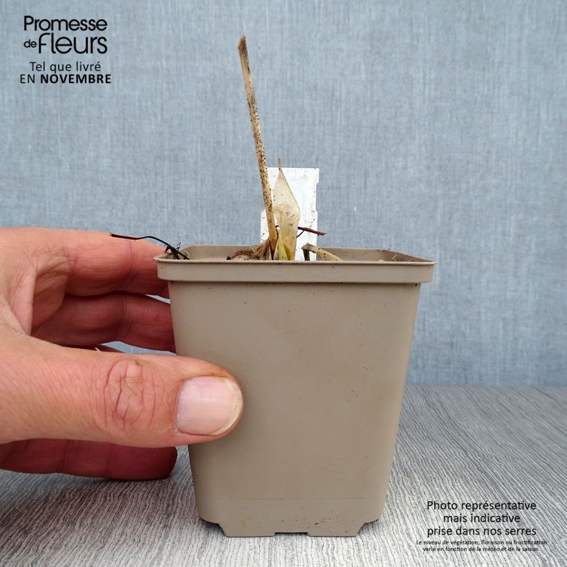 Hosta Minuteman 8/9 cm pot sample as delivered in autumn