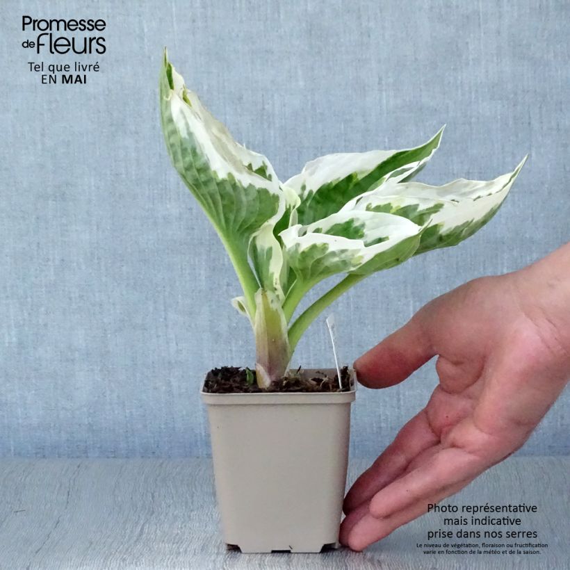 Hosta Minuteman 8/9 cm pot sample as delivered in spring