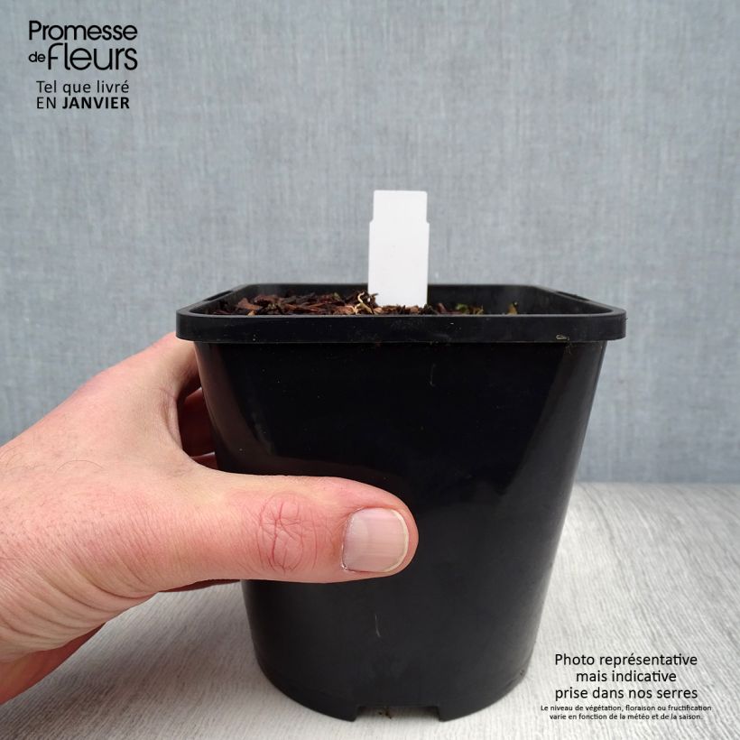 Hosta Moulin Rouge 1.5L/2L pot sample as delivered in winter