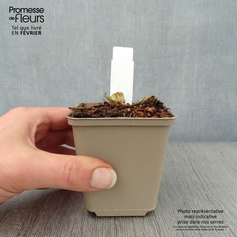 Hosta Night Before Christmas 8/9 cm pot sample as delivered in winter