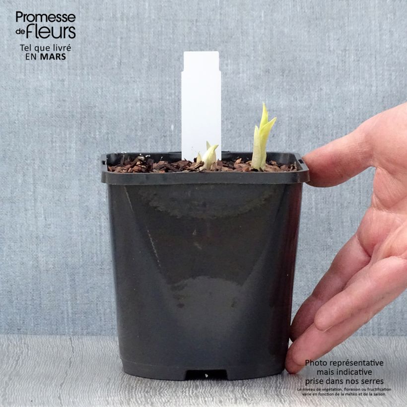 Hosta Orange Marmelade 1.5L/2L pot sample as delivered in spring