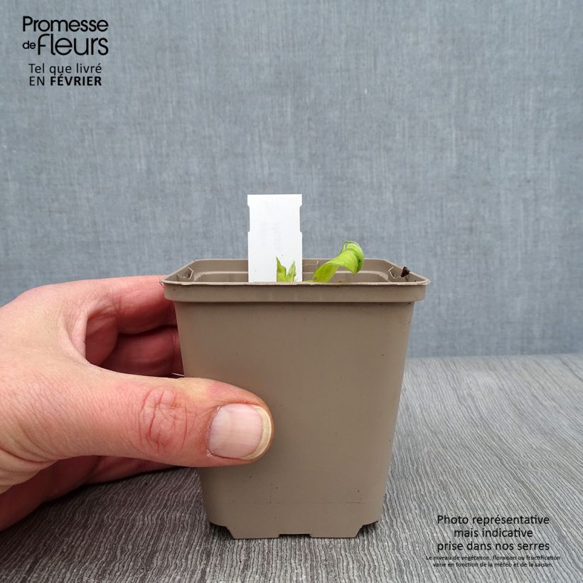 Hosta Paradise Island 8/9 cm pot sample as delivered in winter