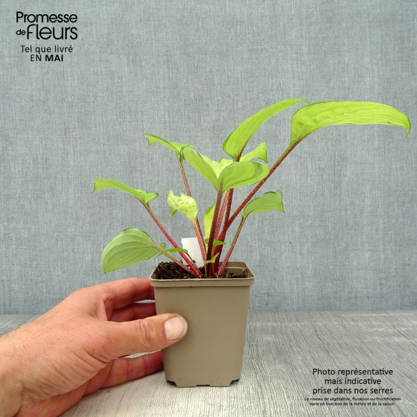 Hosta Paradise Island 8/9 cm pot sample as delivered in spring