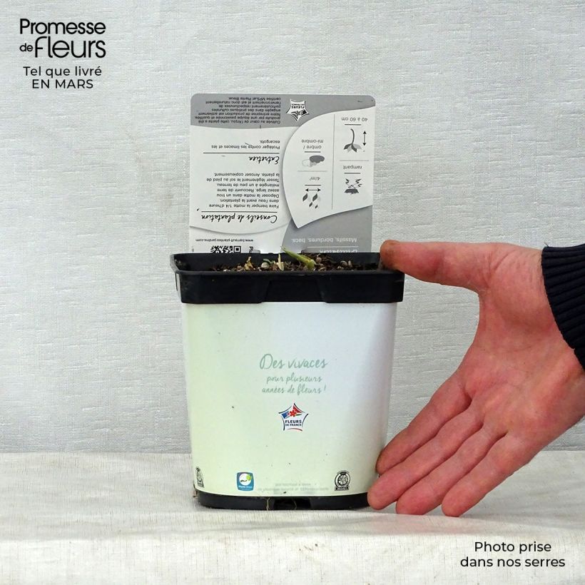 Hosta Pauls Glory 2L/3L pot sample as delivered in spring