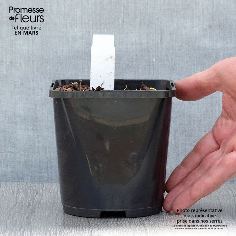 Hosta Pin Up 1.5L/2L pot sample as delivered in spring