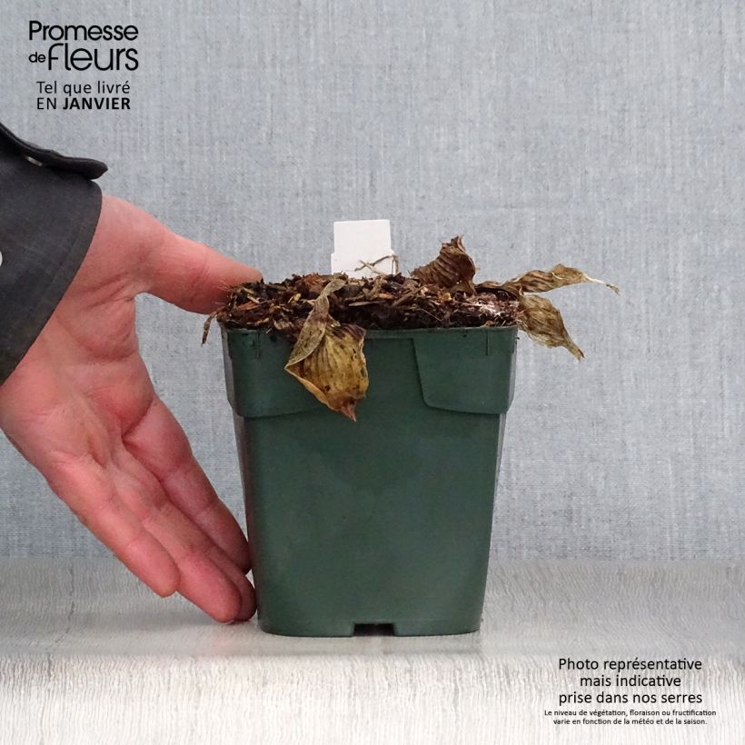 Hosta Pizzazz 8/9 cm pot sample as delivered in winter