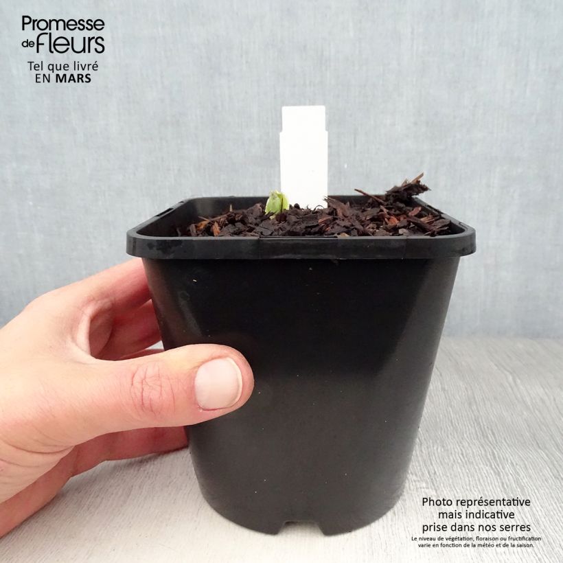 Hosta Pocketful of Sunshine 1.5L/2L pot sample as delivered in spring