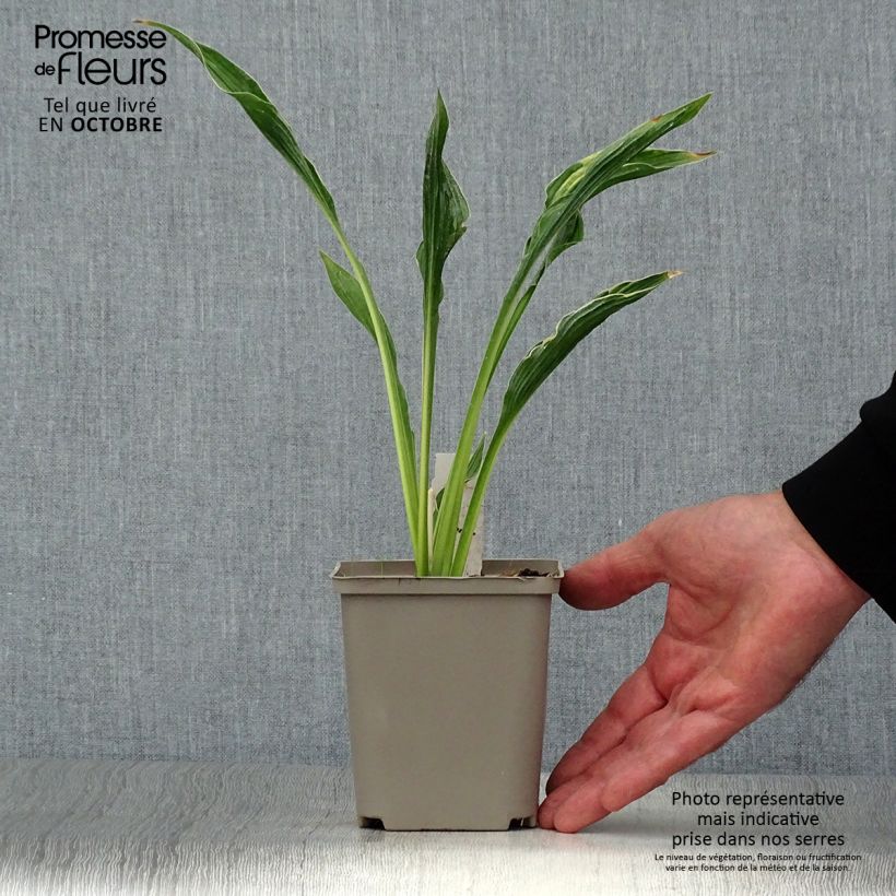 Hosta Praying Hands 8/9 cm pot sample as delivered in autumn